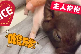 90后养猪当宠物，小猪不怕主人，靠近要按摩，网友:会享受视频封面