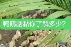 鹅副粘病毒是什么？如何防治？看过收益终身，转发收藏吧！视频封面