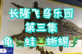见识一下各种龟、蛙、蜥蜴等爬行两栖动物视频封面