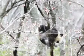 实属罕见！甘肃白水江保护区工作人员两天偶遇四只野生大熊猫视频封面