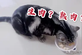 猫咪爱吃生肉还是熟肉，主人亲自测试，结果显而易见！视频封面
