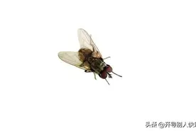 跟着苍蝇找厕所跟着蜜蜂找花朵。跟着乞丐学要饭跟着富豪想百万。图片