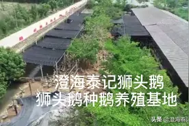潮汕纯种正宗大种狮头鹅养殖场种鹅鹅苗视频封面