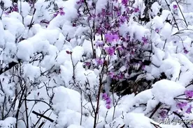 内蒙土话达达香花，朝鲜国花金达莱！图片