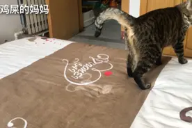 零食袋一响，无论猫在哪，3秒必到达