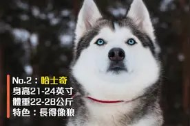 美国票选十大最美丽的品种狗，你家孩子有在里面吗？