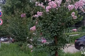 夏花烂漫别样红！图片