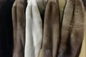 渔貂和水貂区别