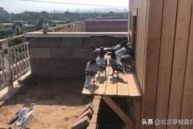 鸽舍回归正常，鹦鹉估计回家了！这几天毛下的真快！继续加油。