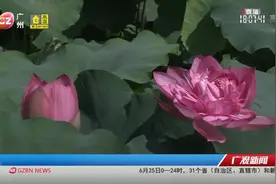 【美！莲花山惊现双并蒂莲】第34届全国荷花展正在@莲花山旅游区 火热进行，1700多种荷花以及睡莲开得正灿烂，#端午节#视频封面