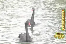 #正大综艺动物来啦# 【你以为黑天鹅在亲吻式喂锦鲤