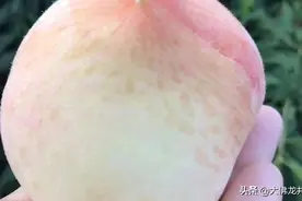 新昌特产水蜜桃和大佛龙井图片