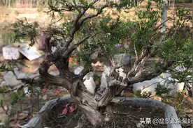 侧柏能不能做盆景，做盆景有哪些技术要点，又有哪些注意事项视频封面