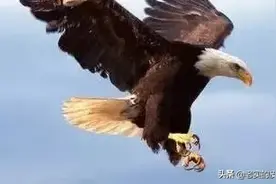只要大家开心快乐就好，《我是一只小小鸟》。图片