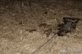 我没有见过凌晨四点的洛杉矶图片