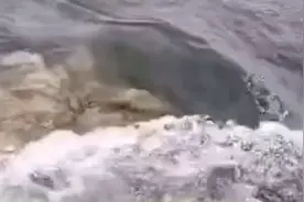 天干地支记时：今年二龙治水，11牛耕田，10人分饼。你准备好了吗视频封面