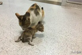 一只猫妈把小猫带到医院去做健康检查。医生的好心让人感到温暖图片