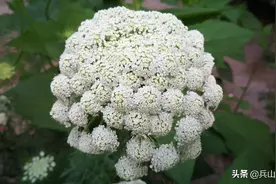 取名“胡萝卜”有故事——鲜花开时也美丽图片