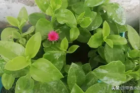 终于知道它叫田七，很喜欢它图片