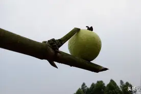 番石榴成熟记：一个爱闹腾的番石榴，已经学会了开始各种搞事情图片