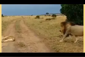 男孩子喜欢逗女孩子