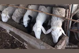 放养的繁殖母羊一天需要多少钱的精料？这么简单的喂养方法合理吗视频封面