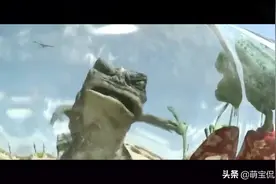 老鹰抓变色龙，变色龙逃跑却坑住了癞蛤蟆