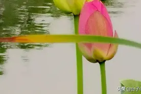 孝感槐荫公园图片