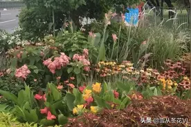 深圳路口的绿化带。太美了。你有没有发现呀？一道亮丽的风景线。图片