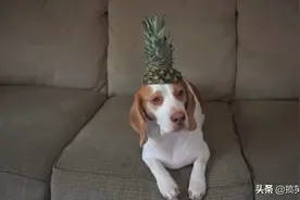 菠萝🍍狗，狗狗吃菠萝，这酸爽，直冲云霄😺视频封面