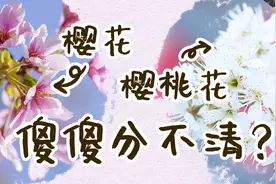 樱花樱桃花傻傻分不清？科普来啦！视频封面