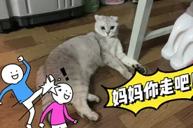 把猫咪放在朋友家寄养10天！回来后竟然不认识主人？还不想回家！视频封面