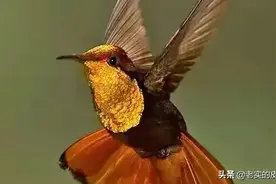 《我是一只小小鸟》图片