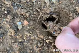 猴王🐒出世，来看看知了猴是怎么从地洞里被捉出来的！