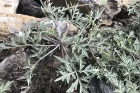 路边的野蒿子，农民当宝，能吃能用，关键是它的用途厉害了视频封面