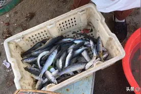 山东青岛，小伙码头上买到了2.8元一斤的野生小梭鱼，味道如何呢视频封面