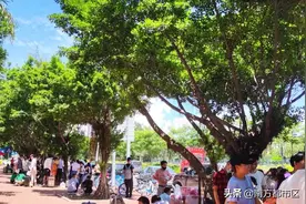 深圳松岗某电子厂招工现场，长白班，前来面试的人络绎不绝图片