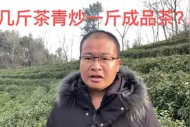 几斤茶青炒一斤成品茶？采摘时期和茶叶种类不同，影响结果视频封面