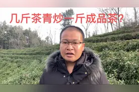 几斤茶青炒一斤成品茶？采摘时期和茶叶种类不同，影响结果视频封面