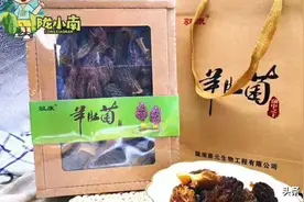 羊肚菌有强健身体、预防感冒、增强免疫力，营养丰富、味道鲜美图片