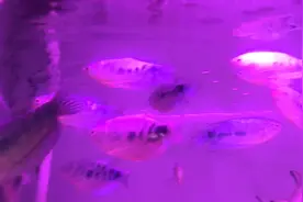 蓝曼龙鱼真的会吃鱼缸里的蛋白虫吗？我也买一条试试。视频封面