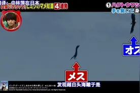 有趣的动物小知识视频封面