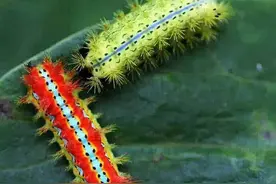 农村的洋辣子是什么东西？为何会有人出高价来收购？看完有数了图片