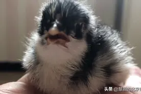 小鸡罗宾经过22天孵化🐣 又萌又可爱 子寻和猫猫都对它很感兴趣
