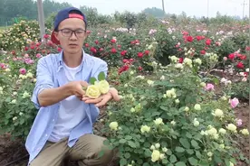 黄绿色的切花月季，小鼹鼠地栽爆花了，奶油龙沙你认识吗？