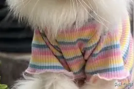 猜猜我是谁图片