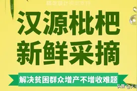 【四川水果】汉源枇杷图片