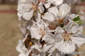 在春天里发现了采花大盗图片