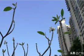 假如，植物也有故事图片