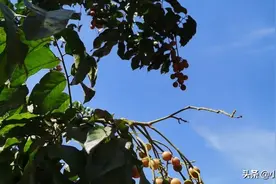 盛夏的果实图片